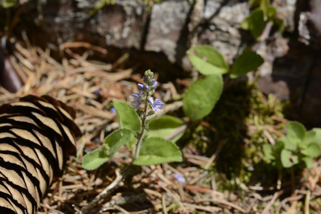 Veronica officinalis